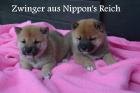 20 Jahre Shiba Inu Zucht in Sachsen