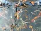 NEHME TEICHAUFLÖSUNGEN AN Koi Goldfische .