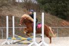 Reitbeteiligung gesucht Reiter sucht