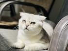 Kater abzugeben