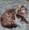 Entzückendes Norweger Waldkatzen-Maine-Coon Kätzchen