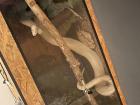 Albino Boa 2022