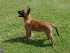 Malinoiswelpen mit VDH/DMC-Papieren