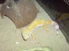 Sunglow Leopardgecko