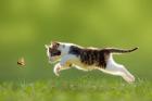 Probleme mit Ihrer Katze