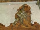 Pogona Henrylawsoni 0 0 13