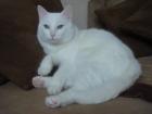 Albino Katze taub 2 jahre alt sucht ein neues zuhause.