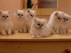 Süße Perser- Katerchen mit Näschen in silver-shaded abzugeben