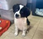 Willow sucht ein passendes Zuhause