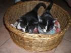 Katzenbabys 8 Wochen stubenrein ganz zahm