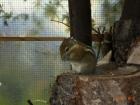 Tausche weißes normales Streifi für ein Bock Chin. Baumstreifenhörnchen