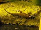 Phelsuma Ornata Ornament Schmuck Taggecko 0 0 4 Nachzuchten 2022