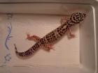 Leopardgecko Mack Snow 1. 0