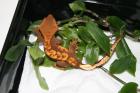 Rhacodactilus ciliatus 1. 0