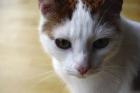 Kater weiß mit rot in Kiel Wellsee entlaufen