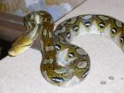 Python reticulatus