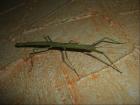 Carausuis morosus indische Stabschrecke