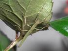 Indische Stabschrecke Carausius morosus Eier