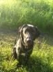 Labdrador-Mix Tommy sucht ein Zuhause