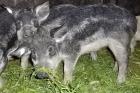 Wollschweineber 4 Monate schwalbenbauch