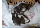 Hübsche Zahme Ratten in liebevolle Hände abzugeben