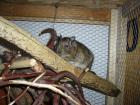 Ich suche eine degu dame