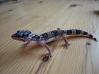 Junge Leopardgeckos abzugeben NZ 2022