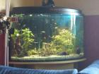 Panorama-Eckaquarium 210 L Komplett mit Besatz VHB