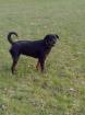 Suche kräftigen Rottweiler Rüden