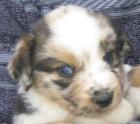 Mini Australian Shepherd Welpen