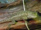 Sceloporus Malachiticus - Malachit-Stachelleguane 0 2 abzugeben