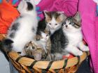 Liebe Katzenkinder suchen.