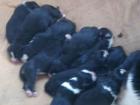Verkaufe Bernersennenhundewelpen
