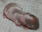 Schöner Satin Widder Nachwuchs sucht ab dem 12. 07. 08 ein neues Zuhause