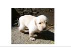 NUR NOCH 2 LABRADOR WELPEN ABZUG. 1RÜDE 1HÜNDIN
