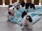 Bildschöne- Französische -Bulldoggen