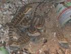 Gebe junge Bartagamen Pogona vitticeps ab