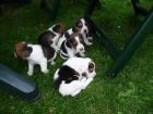 Beagle Welpen suchen neues Zuhause