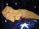 Scotish Fold Prinz BartholoMeow mit Papieren sucht ein neues Königreich