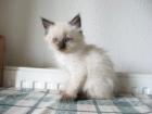 Ein zuckersüßer Neva Masquerade Katerchen zu verkaufen
