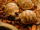 Griechische Landschildkröten weibliche Thb NZ 2022