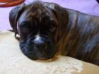 Boxerwelpe vermisst