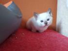 Thaikater alte Art der Siam Thaikaterchen Baby Siam