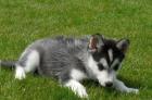Husky Welpen zu verkaufen mit FCI Papieren