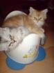 Perserkater in tabby-silver shaded u. red mit Nase sind abgabebereit