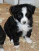 Miniature Australian Shepherd Welpen Mini Aussie