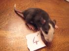 5 kleine Rattenböcke suchen noch.