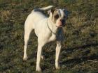 Timberland s American Bulldog Wurfplanung