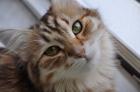 Sibirische Katzenbabys - golden black