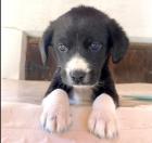 Beppo sucht ein passendes Zuhause
